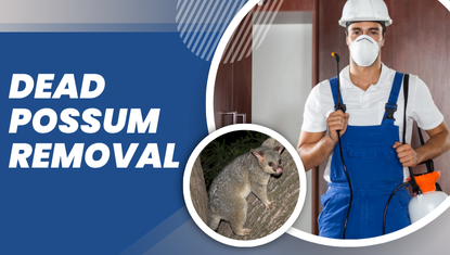 Dead Possum Removal